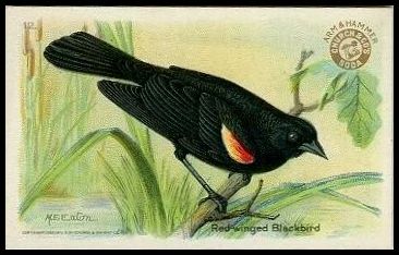 12 Red-winged Black Bird